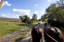 Kutschfahrt in die Heide